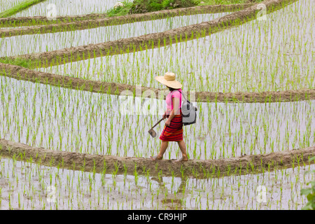 Igorot-Indianerin mit Reisterrassen der Philippinischen Kordilleren, Banaue, Ifugao Province, Philippinen Stockfoto