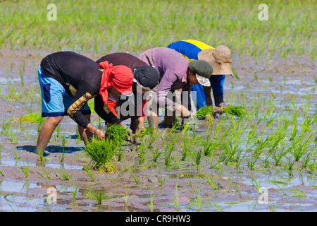 Igorot Stammes-Leute Pflanzen Reis Sämlinge in den Reis Paddy, Banaue, Ifugao Province, Philippinen Stockfoto