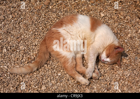 Ingwer und weiße Katze schlafen in der Sonne Stockfoto