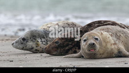 Graue Dichtungen (Halichoerus Grypus) am Strand auf Helgoland. Stockfoto