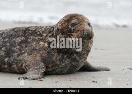 Grey Seal (Halichoerus Grypus) am Strand auf Helgoland. Stockfoto