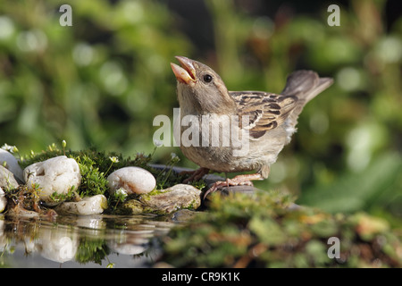 Weiblicher Haussperling (Passer Domesticus) auf eine Vogeltränke trinken. Stockfoto