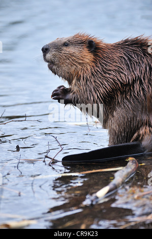 Erwachsenen Biber sitzen aus seinem Teich umzusehen. Stockfoto