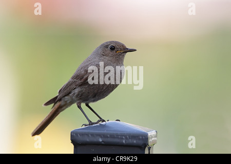 Weibliche Black Redstart (Phoenicurus Ochruros) sitzt auf einem Zaun. Stockfoto