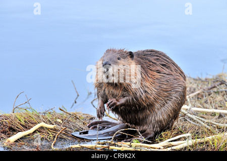 Ein Bild von einem Erwachsenen Biber sitzen aus seinem Teich umzusehen. Stockfoto