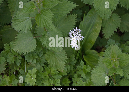 Bärlauch Blüte durch Brennesseln Stockfoto