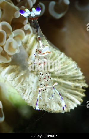 Holthuis Anemone Garnelen, Ancylomenes Holthuisi, Lembeh Strait, Sulawesi, Indonesien, Pazifik Stockfoto