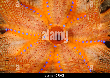 Blau gefleckte Urchin, Astropyga Radiata, Lembeh Strait, Sulawesi, Indonesien, Pazifik Stockfoto