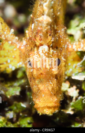 Blatt-Drachenköpfe, Taenianotus Triacanthus, Lembeh Strait, Sulawesi, Indonesien, Pazifik Stockfoto