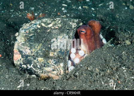 Geädert oder Kokosnuss Tintenfisch, Amphioctopus Marginatus, Lembeh Strait, Sulawesi, Indonesien, Pazifik Stockfoto