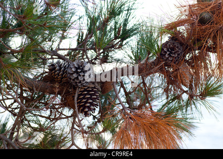 Tannenzapfen hängen von Ast, Hobart, Tasmanien, Australien Stockfoto