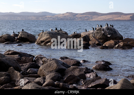 Vogelschwarm hocken auf Felsen über Fluss, Berg in fernen, Hobart, Tasmanien, Australien Stockfoto