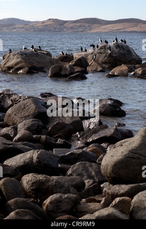 Vogelschwarm hocken auf Felsen über Fluss, Berg in fernen, Hobart, Tasmanien, Australien Stockfoto