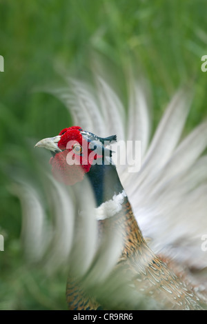 Fasan männlichen Phasianus Colchicus Berufung Stockfoto