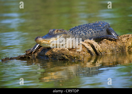 Männliche Krokodil, Alligator Mississippiensis. Männliche Alligator ruht auf einem schwimmenden Baumstamm in Lake Martin, Louisiana Stockfoto