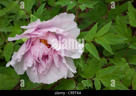 Brooklyn Botanic Garden, japanische Baum Pfingstrose, NYC, USA Stockfoto