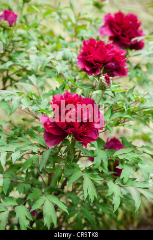 Brooklyn Botanic Garden, japanische Baum Pfingstrose, NYC, USA Stockfoto