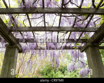 Spaliere der japanischen Wisteria in voller Blüte säumen einen Pfad in der Brooklyn Botanic Garden, NYC, USA Stockfoto