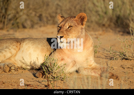 Eine Löwin (Panthera Leo) liegend, Kgalagadi Transfrontier Park, Südafrika Stockfoto