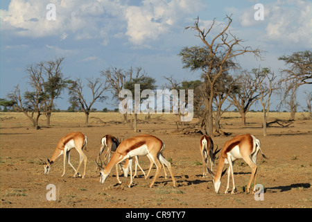 Eine kleine Herde Springböcke Antilopen (Antidorcas Marsupialis) Weiden, Kgalagadi Transfrontier Park, Südafrika Stockfoto