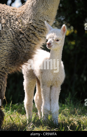 Ein Alpaka-Fohlen mit seiner Mutter auf einem Bauernhof UK Stockfoto