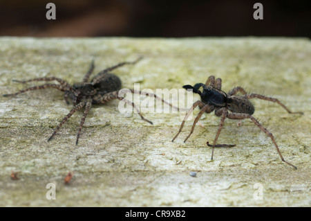 Wolfspinne (Pardosa Lugubris) Balz rituellen Tanz Stockfoto