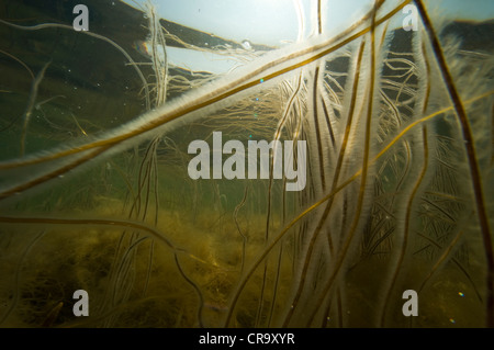 Alge unter Wasser Stockfoto