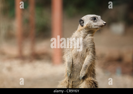 Schlanke Tailed Erdmännchen (Suricata Suricatta) auf Suche Stockfoto