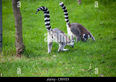 paar der Lemuren Stockfoto