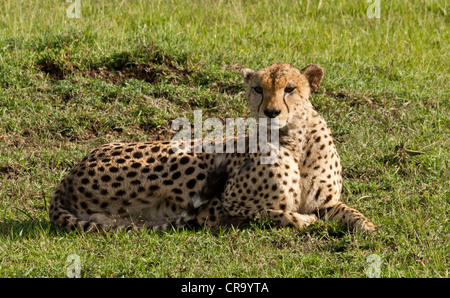 Gepard ruht auf der Masai Mara National Reserve, Kenia, Ostafrika. Stockfoto