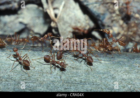 Weaver Ant, Oecophylla Smaragdina, Sri Lanka, Sinharaja reserve Stockfoto