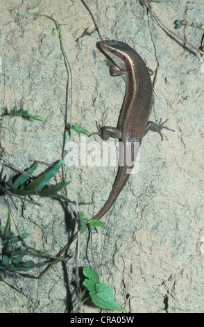 Eutropis Carinata, gekielt indischen Mabuya, SriLanka Stockfoto