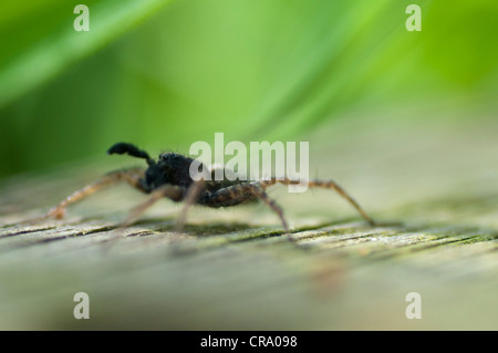 Balz rituellen Tanz männlichen Wolfspinne (Pardosa Lugubris) Stockfoto