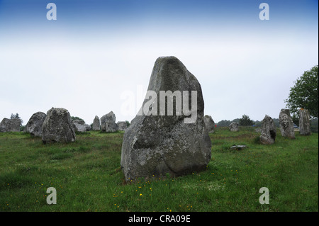 Alignements de Kermario Carnac Bretagne Frankreich Stockfoto