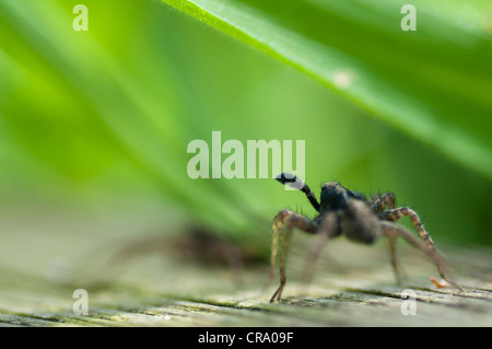 Balz rituellen Tanz männlichen Wolfspinne (Pardosa Lugubris) Stockfoto