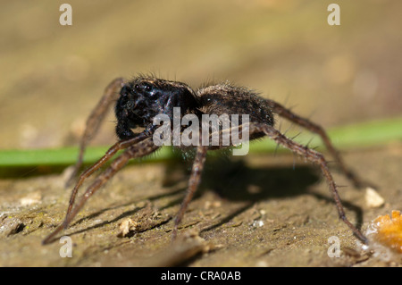 Wolfspinne (Pardosa Lugubris) Balz rituellen Tanz Stockfoto