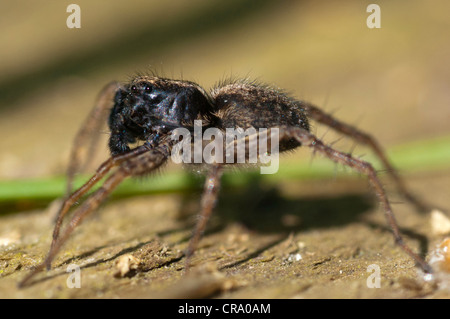 Wolfspinne (Pardosa Lugubris) Balz rituellen Tanz Stockfoto