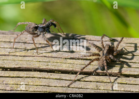 Wolfspinne (Pardosa Lugubris) Balz rituellen Tanz Stockfoto