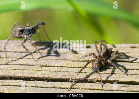 Wolfspinne (Pardosa Lugubris) Balz rituellen Tanz Stockfoto