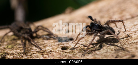Wolfspinne (Pardosa Lugubris) Balz rituellen Tanz Stockfoto