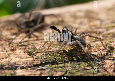 Wolfspinne (Pardosa Lugubris) Balz rituellen Tanz Stockfoto