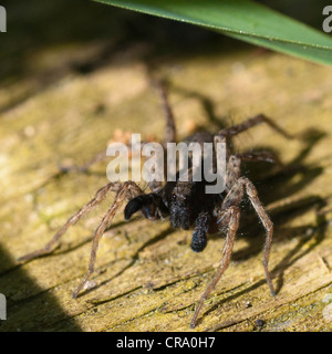 Wolfspinne (Pardosa Lugubris) Balz rituellen Tanz Stockfoto