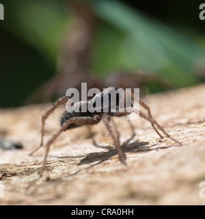 Wolfspinne (Pardosa Lugubris) Balz rituellen Tanz Stockfoto