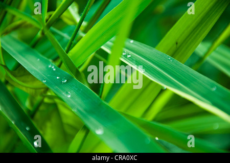 Eine Makroaufnahme von Regen auf Grashalme. Stockfoto