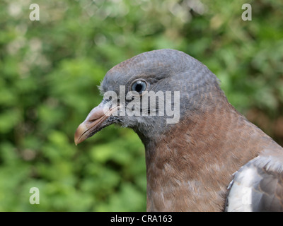 Juvenile Ringeltaube. UK Stockfoto