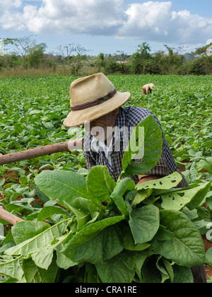 Zwei ältere Feldarbeiter wählen Sie Tabak in einen Acker in Vinales, Kuba. Stockfoto