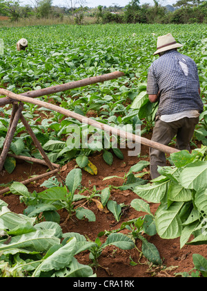 Zwei ältere Feldarbeiter wählen Sie Tabak in einen Acker in Vinales, Kuba. Stockfoto