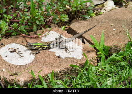 Ameiva SP. Gipfel Gärten, Gamboa, Republik von Panama in Mittelamerika. Stockfoto