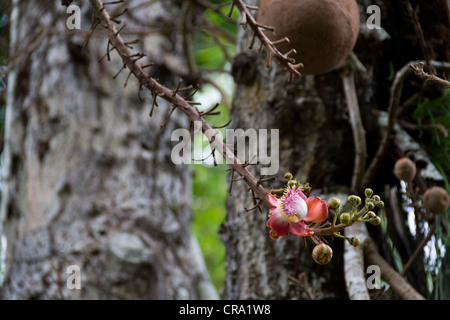 Canon Ball Baum Blume. Couroupita Guianensis. Stockfoto