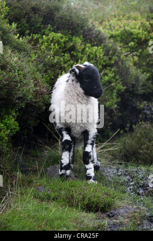 Lamm auf Moorland in Derbyshire Stockfoto